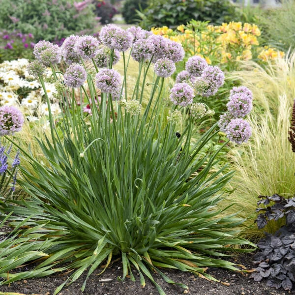 'Bubble Bath' Allium 1 'Bubble Bath' Allium