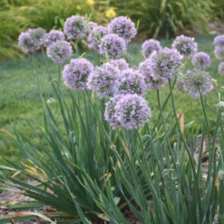 'Bubble Bath' Allium 7 'Bubble Bath' Allium -Great Garden Plants Sales Store 658 Bubble Bath Allium 2