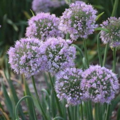'Bubble Bath' Allium 6 'Bubble Bath' Allium -Great Garden Plants Sales Store 658 Bubble Bath Allium 3