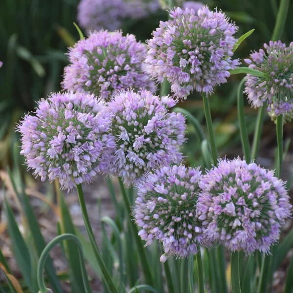 'Bubble Bath' Allium 3 'Bubble Bath' Allium - Image 3