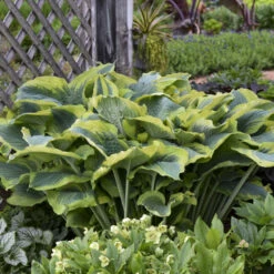 Shadowland® 'Seducer' Hosta -Great Garden Plants Sales Store 6598ef6fe9ffaa880ffbbb5ef687e47e