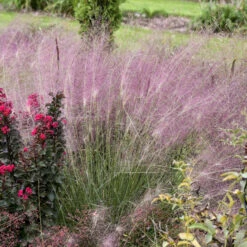 'Undaunted' Muhlygrass -Great Garden Plants Sales Store 665 Undaunted Muhlygrass 3