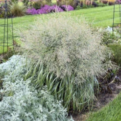Prairie Winds® 'Niagara Falls' Switchgrass -Great Garden Plants Sales Store 666 Prairie Winds Niagara Falls Switchgrass 3