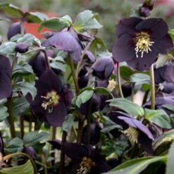 Honeymoon® New York Night Lenten Rose -Great Garden Plants Sales Store 668 Honeymoon New York Night Lenten Rose 3