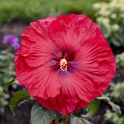 Summerific® 'Valentine's Crush' Perennial Hibiscus