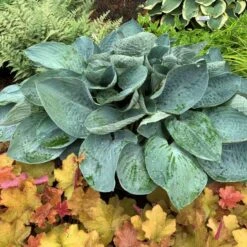 Shadowland® 'Above The Clouds' Hosta 6 Shadowland® 'Above The Clouds' Hosta -Great Garden Plants Sales Store 672 Shadowland Above The Clouds Hosta 3