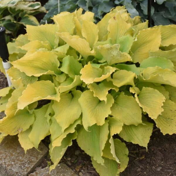 Shadowland® 'Echo The Sun' Hosta 1 Shadowland® 'Echo The Sun' Hosta