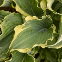 Shadowland® 'Voices In The Wind' Hosta 7 Shadowland® 'Voices In The Wind' Hosta -Great Garden Plants Sales Store 675 Shadowland Voices In The Wind Hosta 3