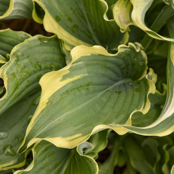 Shadowland® 'Voices In The Wind' Hosta 3 Shadowland® 'Voices In The Wind' Hosta - Image 3