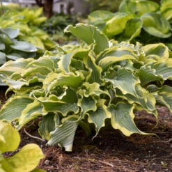Shadowland® 'Voices In The Wind' Hosta 8 Shadowland® 'Voices In The Wind' Hosta -Great Garden Plants Sales Store 675 Shadowland Voices In The Wind Hosta 4