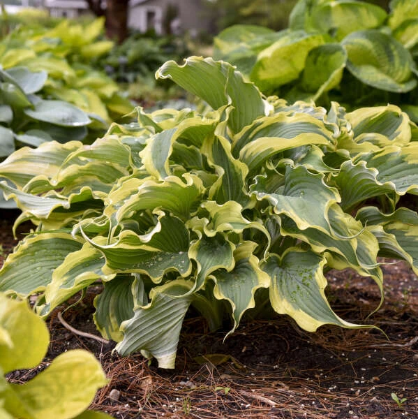 Shadowland® 'Voices In The Wind' Hosta 4 Shadowland® 'Voices In The Wind' Hosta - Image 4