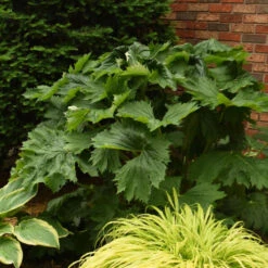 'Tractor Seat' Ligularia -Great Garden Plants Sales Store 678 Tractor Seat Ligularia 2