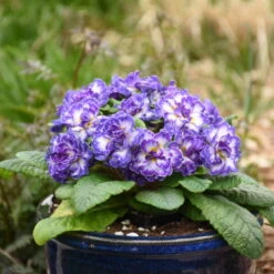 Bouquet Perfect™ 'Blue Ripples' Primrose