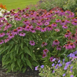 PowWow® Wild Berry Coneflower -Great Garden Plants Sales Store 67e5e69a254d934546bfa5ca86736fa0