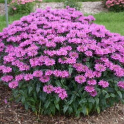 Upscale™ 'Lavender Taffeta' Bee Balm -Great Garden Plants Sales Store 680 Upscale Lavender Taffeta Bee Balm 3