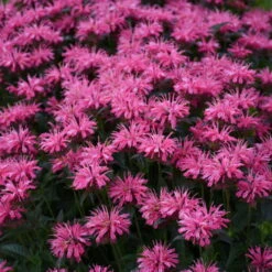 Upscale™ 'Pink Chenille' Bee Balm -Great Garden Plants Sales Store 681 Monarda Pink Chenille Bee Balm 3