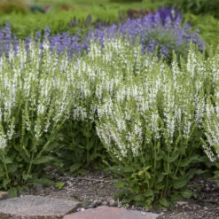 'White Profusion' Salvia -Great Garden Plants Sales Store 685 White Profusion Salvia 3