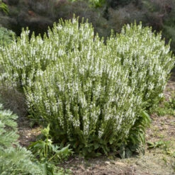 'White Profusion' Salvia -Great Garden Plants Sales Store 685 White Profusion Salvia 4