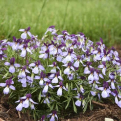 'Eco Artist Palette' Birdfoot Violet -Great Garden Plants Sales Store 686 Eco Artist Palette Perennial Violet 2