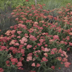 'Sassy Summer Sangria' Yarrow -Great Garden Plants Sales Store 687 Sassy Summer Sangria Yarrow 3