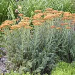 'Sassy Summer Sunset' Yarrow -Great Garden Plants Sales Store 688 Sassy Summer Sunset Yarrow 1