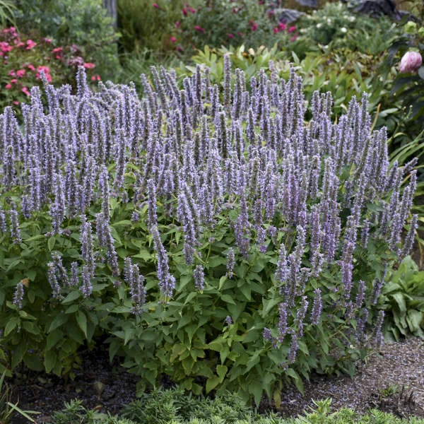 'Blue Fortune' Hummingbird Mint 1 'Blue Fortune' Hummingbird Mint