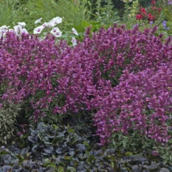 'Rosie Posie' Hummingbird Mint -Great Garden Plants Sales Store 691 Rosie Posie Hummingbird Mint 3