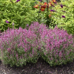 'Rosie Posie' Hummingbird Mint -Great Garden Plants Sales Store 691 Rosie Posie Hummingbird Mint 4