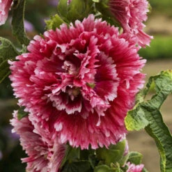 'Fiesta Time' Hollyhock -Great Garden Plants Sales Store 693 Fiesta Time Hollyhock 1