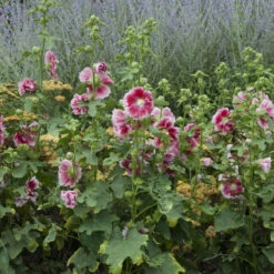 'Fiesta Time' Hollyhock