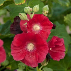 'Mars Magic' Hollyhock -Great Garden Plants Sales Store 694 Mars Magic Hollyhock 2