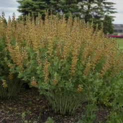 Decadence® 'Cherries Jubilee' False Indigo -Great Garden Plants Sales Store 697 Decadence Cherries Jubilee False Indigo 5