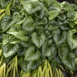 'Emerald Mist' Siberian Bugloss -Great Garden Plants Sales Store 699 Emerald Mist Siberian Bugloss 1