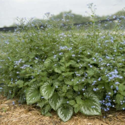 'Emerald Mist' Siberian Bugloss -Great Garden Plants Sales Store 699 Emerald Mist Siberian Bugloss 4