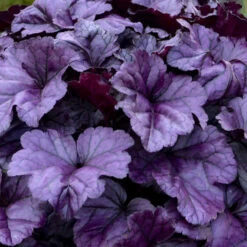 Dolce® 'Wildberry' Coral Bells -Great Garden Plants Sales Store 6ba28e8aa1412fb50d7cd302fba8207e