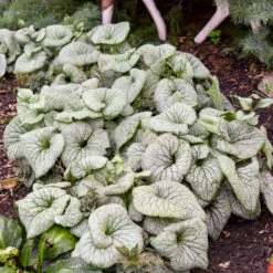 'Sterling Silver' Siberian Bugloss -Great Garden Plants Sales Store 700 Sterling Silver Siberian Bugloss 1
