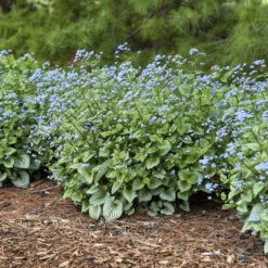 'Sterling Silver' Siberian Bugloss -Great Garden Plants Sales Store 700 Sterling Silver Siberian Bugloss 5