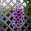 'Sugar Plum' Foxglove