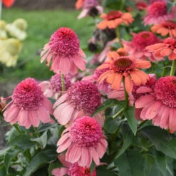 Double Dipped™ 'Rainbow Sherbet' Coneflower -Great Garden Plants Sales Store 706 Double Dipped Rainbow Sherbet Coneflower 3