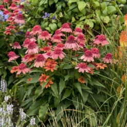 Double Dipped™ 'Rainbow Sherbet' Coneflower -Great Garden Plants Sales Store 706 Double Dipped Rainbow Sherbet Coneflower 4