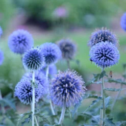 'Blue Glow' Globe Thistle