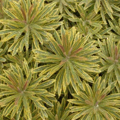 'Ascot Rainbow' Spurge -Great Garden Plants Sales Store 708 Ascot Rainbow Spurge 3