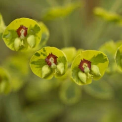 'Ascot Rainbow' Spurge -Great Garden Plants Sales Store 708 Ascot Rainbow Spurge 4