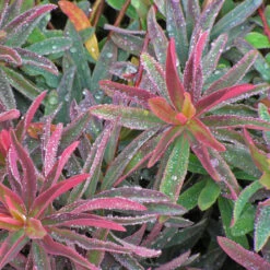 'Bonfire' Spurge 5 'Bonfire' Spurge -Great Garden Plants Sales Store 709 Bonfire Spurge 3