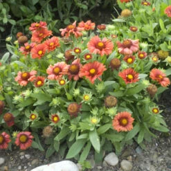'Arizona Red Shades' Blanket Flower -Great Garden Plants Sales Store 710 Arizona Red Shades Blanket Flower 3