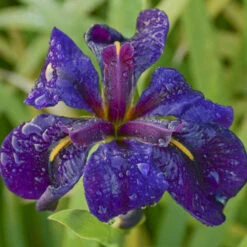 'Black Gamecock' Louisiana Iris -Great Garden Plants Sales Store 711 Black Gamecock Louisiana Iris 2
