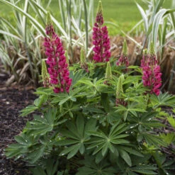 Mini Gallery™ Red Lupine -Great Garden Plants Sales Store 716 Mini Gallery Red Lupine 1