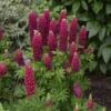 Mini Gallery™ Red Lupine