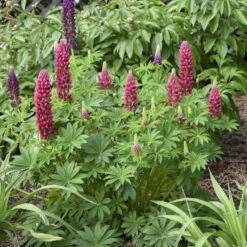 Mini Gallery™ Red Lupine -Great Garden Plants Sales Store 716 Mini Gallery Red Lupine 4