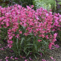 Bejeweled™ 'Pink Pearls' Beardtongue 6 Bejeweled™ 'Pink Pearls' Beardtongue -Great Garden Plants Sales Store 7206b84fdb86834eddf508c792f96850